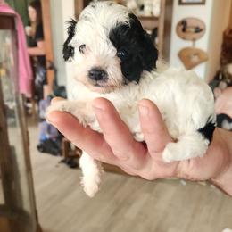 Winifred - Black and white female Cockapoo puppy in Ellensburg, Washington from Dawn to Dusk Cockapoos