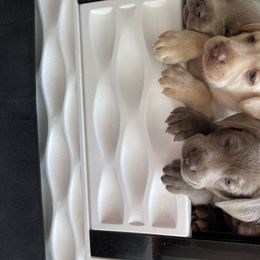 Dilute Retriever Puppies from South Shore Labradors