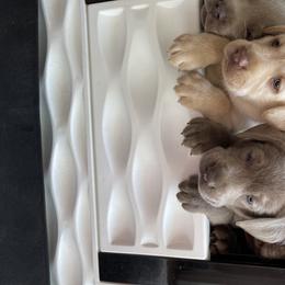 Dilute Retriever Puppies from South Shore Labradors