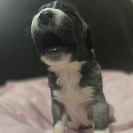 Anatolian Shepherd Dog Puppies from Florida Anatolian Shepherds