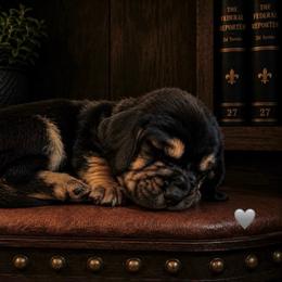 Louis - Gray collar - Black brown and white male Basset Hound puppy in Edmonton, Kentucky from RiverBottom Bassets