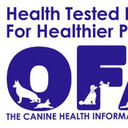 Poodle Puppies from Ocala Standard Poodles