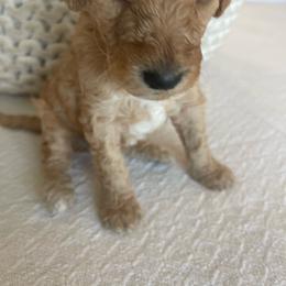 Chip - Apricot male Goldendoodle puppy in Fairhope, Alabama from Farihope Family