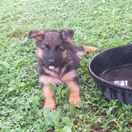 Ivy vom LegendLand - Black and red female German Shepherd puppy in Hillsborough County, Florida from Vom Legend Land