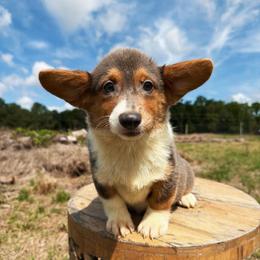 Vienna (Financing Available) - Blue female Pembroke Welsh Corgi puppy in Inverness, Florida from Canaan Farm Corgis