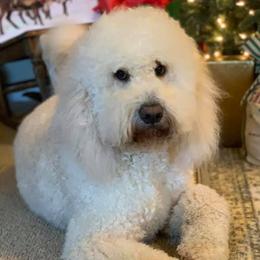 Goldendoodles and Poodles from Southern Doodles and Poodles