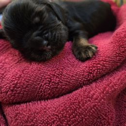 Red collar and gray collar - Black and tan male Cocker Spaniel puppy in Ithaca, Michigan from Kellie's Cocker Spaniels