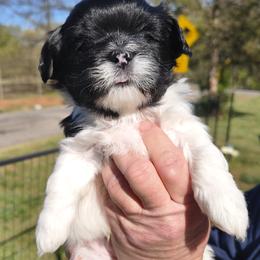 Darth Maul - White male Lhasa Apso puppy in Greenville, South Carolina from Lots of Lhasa Love