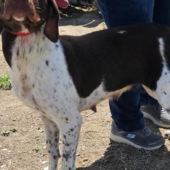 Bug - German Shorthaired Pointer