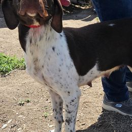 Bug - German Shorthaired Pointer