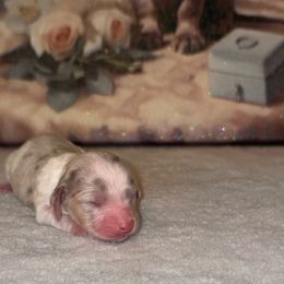 Sugar - Cream female Dachshund puppy in Saint Paul, Minnesota from Vibrant Eyes Doxies