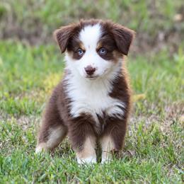 Poppy - female Miniature Australian Shepherd puppy in Wolfe City, Texas from Susan Warnock