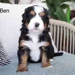 Ben - Tri-color male Bernedoodle puppy in Spencerville, Indiana from Gentle Giant Bernedoodles
