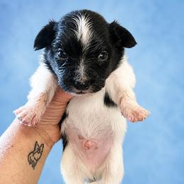 Boy 1 - Black brown and white male Papillon puppy in Sweetwater, Tennessee from HSF Papillons