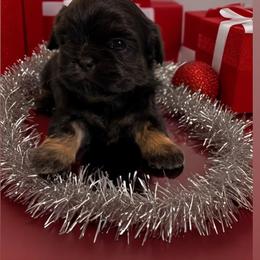 Shih Tzu Puppies from Butterfly Shih Tzu Pups