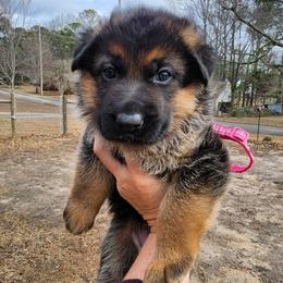 Girl 1 - Black and red female German Shepherd puppy in Roanoke, Alabama from Von Schönen Träumen German Shepherds