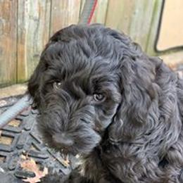 Goldendoodle Puppies from Pampered Paws Pet Massage / Jaynie's Pack of Doodles