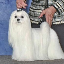 Bastic - Maltese