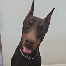 Khora - Doberman Pinscher
