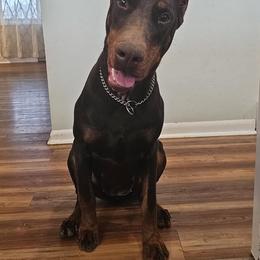 Khora - Doberman Pinscher