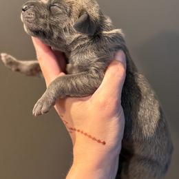Blue Fawn - Fawn male Great Dane puppy in Kimball, Michigan from Starlight Danes