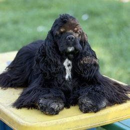 Callie - Cocker Spaniel