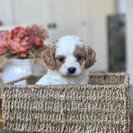 Lady Charlotte - Blenheim female Cavapoo puppy in Draper, Utah from Peaks Pups — Exceptional by Nature. Raised with Purpose.