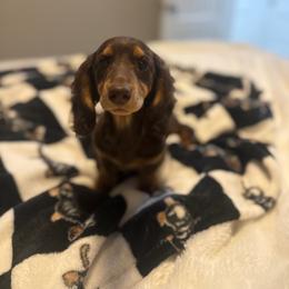 Trixie - Chocolate and cream female Dachshund puppy in Kennewick, Washington from Mini Dachshund Collection