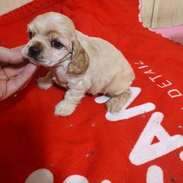 Stone - Buff male Cocker Spaniel puppy in Charleston, Tennessee from Nefer's Kennel