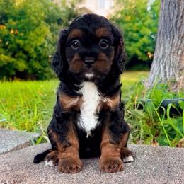 Denali - Black and tan male Cavapoo puppy in Salt Lake City, Utah from SunnySide Mini Doodles