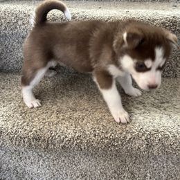 Siberian Husky Puppies from Hito's Huskies