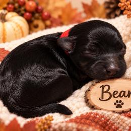 Bean - Black male Havapoo puppy in Marion, North Carolina from Puddles' Puppies