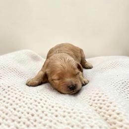 Teddy - Red male Maltipoo puppy in St. George, Utah from Winchester Hills Poodles and Doodles