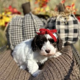 Dolly - Brown and white female Cockapoo puppy in Rolla, Missouri from Diamond K