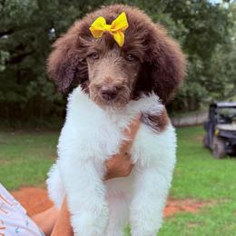 Lily (Yellow Collar Female) - Parti female Poodle puppy in Jasper, Georgia from Harrington Doodles & Poodles