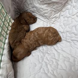 Cupcake - Red female Cavapoo puppy in Tolono, Illinois from The Golden Rule Doodles