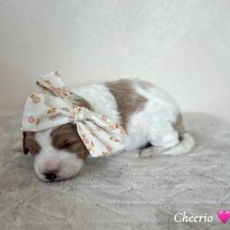 Cheerio - Parti female Goldendoodle puppy in Crothersville, Indiana from Wischmeier’s Doodles
