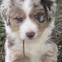Miniature Australian Shepherd Puppies from SkyBrynn’s Mini Aussies