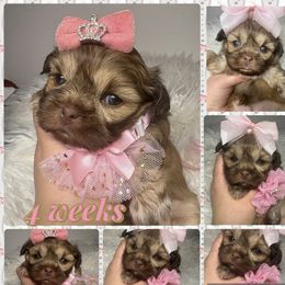 Hazel - Liver and white female Shih Tzu puppy in Coolidge, Arizona from Shih Tzu’s  ‘N’ Love