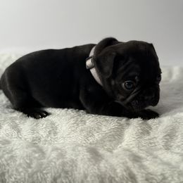 French Bulldog Puppies from Puget Sound Frenchies
