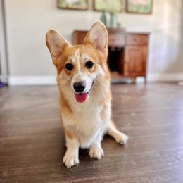Smitty - Pembroke Welsh Corgi