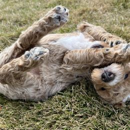 Goldendoodle Puppies from Ellie's Goldendoodles