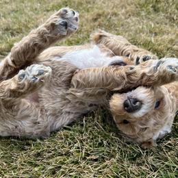 Goldendoodle Puppies from Ellie's Goldendoodles