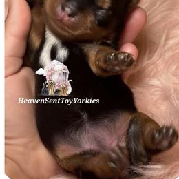 Yorkshire Terrier Puppies from Heaven_sent_toy_yorkies