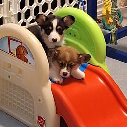 Pembroke Welsh Corgi Puppies from Rhone River Farm Pembroke Welsh Corgis