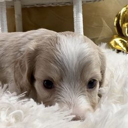 Girl 3  RUBY - Cream female Dachshund puppy in Polo, Missouri from Blue Tails Farm