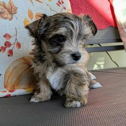 Iggy 1900 - Parti female Yorkshire Terrier puppy in Sonora, Kentucky from Maple Hill Miniature Dachshunds