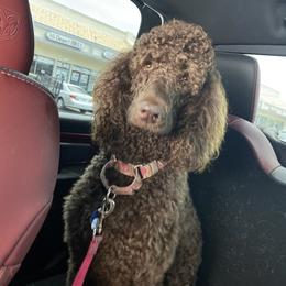 Poodle All Grown Up from HD Poodles