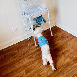 Sid - Shih Tzu