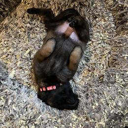 Belgian Malinois Puppies from BlueStone